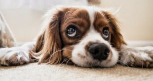 Pups-Alarm – Blähungen beim Hund ...  